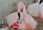 Ataque de onças mata 172 flamingos em parque de Foz do Iguaçu