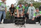 Governador Wilson Lima participa da soltura de 20 mil filhotes de quelônios que foram devolvidos à natureza