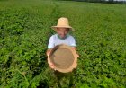 Governo do Amazonas investe R$ 1,8 milhão no desenvolvimento de produção de sementes de malva