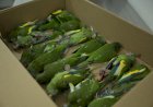 Secretaria de Estado de Proteção Animal resgata aves atropeladas em Manaus