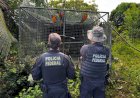 PF combate organização criminosa de tráfico de animais silvestres