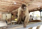 Ipaam resgata macaco-barrigudo mantido em um sítio na BR-174