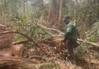 Ipaam encerra período de Defeso Florestal 2026 nesta sexta-feira em todo o estado