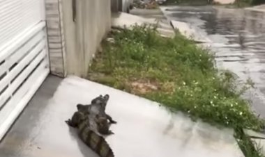 Jacaré assusta moradores da Colônia Japonesa