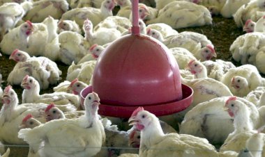 Gripe aviária se espalha por diversas regiões no Japão