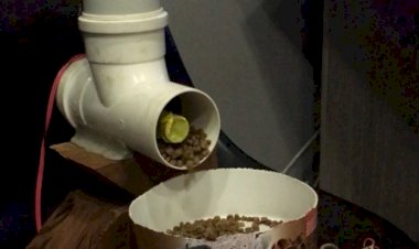 Aluno da Estácio projeta dispositivo para alimentar cães e gatos controlado por aplicativo