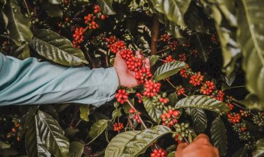 Fapeam recebe propostas para edital de apoio a pesquisas no setor primário