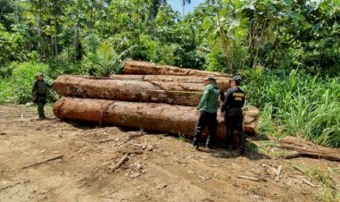 Segunda fase da Operação Tamoiotatá fiscaliza 41 áreas com registro de crimes ambientais