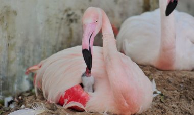 Ataque de onças mata 172 flamingos em parque de Foz do Iguaçu