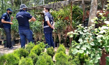 Adaf intensificou ações de defesa vegetal no Amazonas em 2021