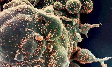 Novos casos e mortes por covid-19 continuam a baixar no mundo