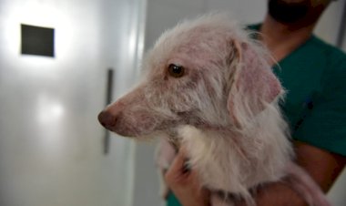 Maus-tratos a animais: triplica o número de denúncias no Amazonas