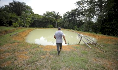Incentivo à piscicultura beneficiou mais de 2,8 mil produtores com alevinos e pós-larvas no Amazonas