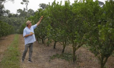 Amazonas investe na expansão da produção regional de laranja e limão