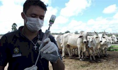 Vacinação contra febre aftosa é prorrogada pela segunda vez no Amazonas, anuncia Adaf