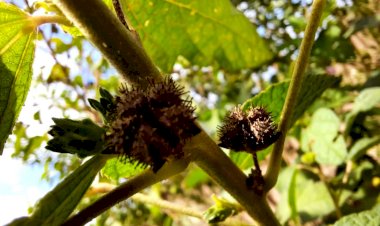Credenciamento para fornecimento de sementes de malva se encerra na segunda-feira (31/10)