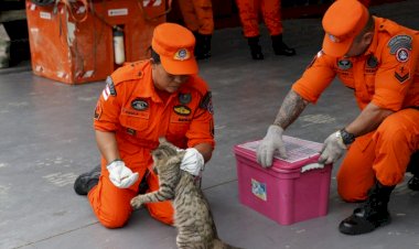 Em dez meses, Corpo de Bombeiros resgatou 138 animais domésticos em situação de risco em Manaus