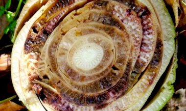 Adaf apoia força-tarefa de educação sanitária para evitar entrada de praga altamente destrutiva em bananeiras