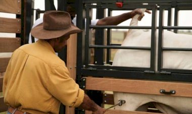 Marcação de animais a ferro quente pode ser proibida