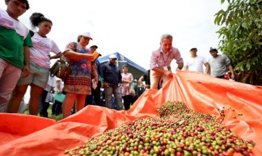Com apoio do programa Agro Amazonas, produção do café no estado está em pleno crescimento