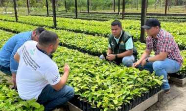 Idam garante apoio à implantação da cafeicultura em Presidente Figueiredo