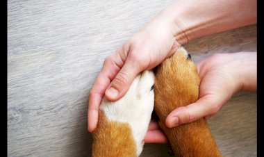 O pet morreu: o que fazer com o corpo do animal?