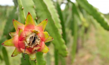 Manaus pode torna-se a capital da pitaia
