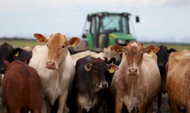 Sepror acompanha produção de gado e melhoramento de pastagem