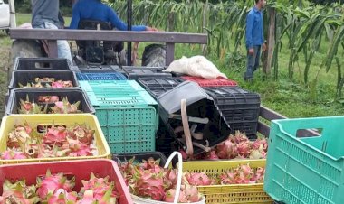 Dia de Campo da Pitaya, em Manaus, atende a uma alta demanda por informações da nova cultura