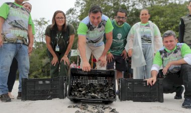 Governador Wilson Lima participa da soltura de 20 mil filhotes de quelônios que foram devolvidos à natureza