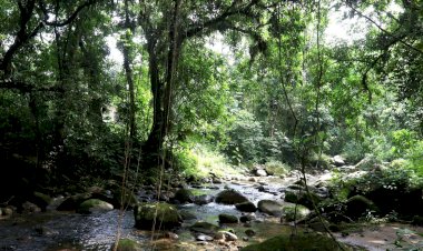 Projetos privados mantêm reservas ecológicas na Mata Atlântica