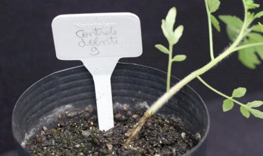 Estudo apoiado pelo Governo do Amazonas identifica bactérias amazônicas com potencial para combater doenças agrícolas em plantações