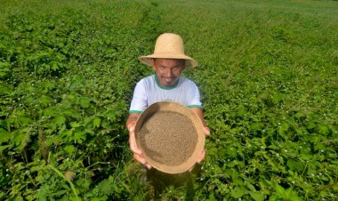 Governo do Amazonas investe R$ 1,8 milhão no desenvolvimento de produção de sementes de malva