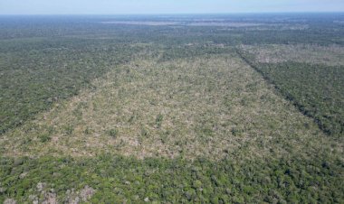 Amazonas fecha mês de julho com queda de 81,2% no desmatamento