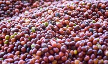 No Dia Internacional do Café, cafeicultores afirmam como as emendas parlamentares do deputado João Luiz tem mudado a vida de famílias no Amazonas