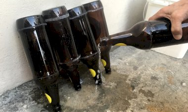 Eliminação de criadouros para mosquitos é a principal estratégia para prevenir a dengue