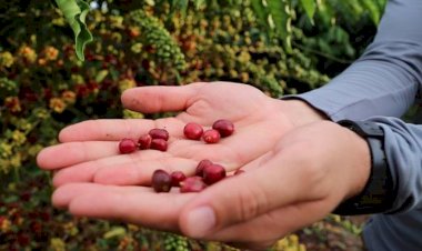 Idam abre inscrições para curso de “Tecnologia de Manejo para o Café Robustas Amazônica”