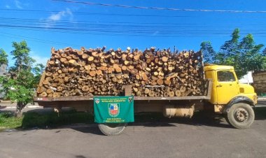 Madeira ilegal é apreendida pelo Batalhão Ambiental da Polícia Militar do Amazonas