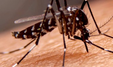 Especialista da Wyden esclarece mitos e verdades sobre o mosquito da dengue