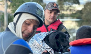Equipe da Comissão de Proteção aos Animais da Aleam resgatou 500 animais, após 10 dias de atuação no desastre do Rio Grande do Sul