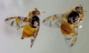 Mosca-do-mediterrâneo encontrada em Manaus