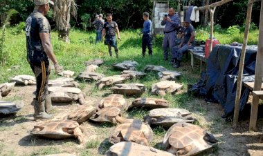 PC-AM, PMAM e órgãos ambientais apreendem e devolvem 400 quelônios e tartarugas ao habitat natural