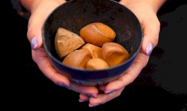 Estudo que analisa qualidade do óleo de andiroba para melhor valorização no mercado recebe apoio do Governo do Amazonas