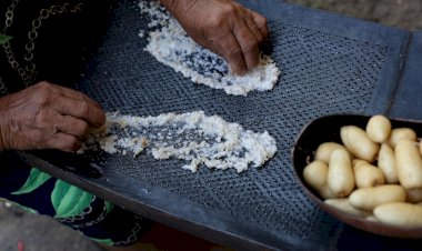 Ariá é alternativa de alimento e renda durante a seca da Amazônia
