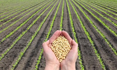 Período de semeadura de soja inicia na quarta-feira no Amazonas, alerta Adaf
