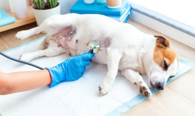 Outubro Rosa Pet: HOVET promove ação solidária para animais