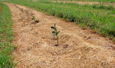 CAE vota mais recursos para crédito à agricultura familiar