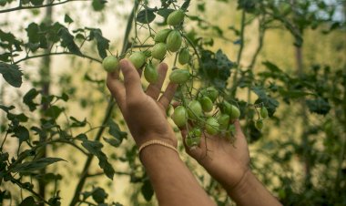 Chamada Elos da Amazônia 2024 impulsiona empreendedorismo indígena científico