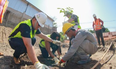 Prosamin+ inicia projeto inovador de reflorestamento de áreas degradadas