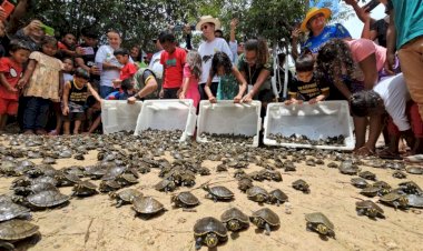 Mais de 4,9 mil quelônios são devolvidos à natureza na Reserva de Desenvolvimento Sustentável Igapó-Açu